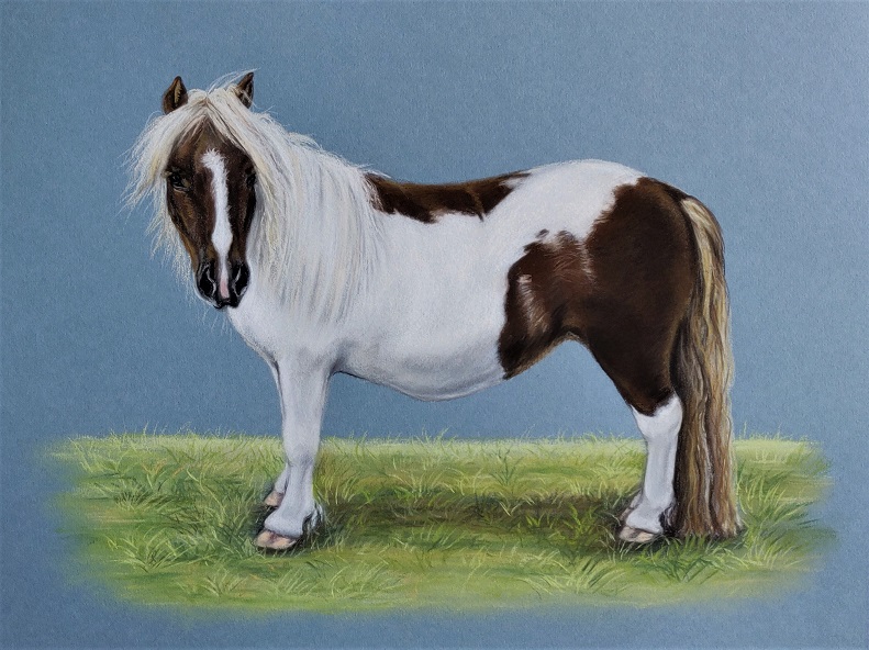 Dierenportret-pony-pastel-30x40cm-opdracht.jpg